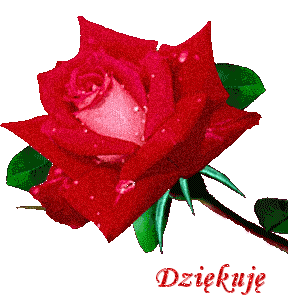 Dziękuję czerwona róża